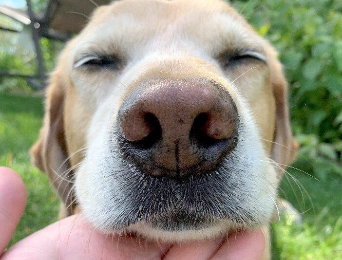 Phot of Dog Nose Close-up photo of dog nose