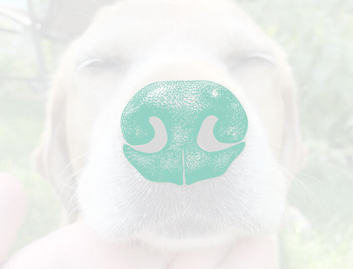Custom Dog Nose Print How to get custom nose print realistic art
