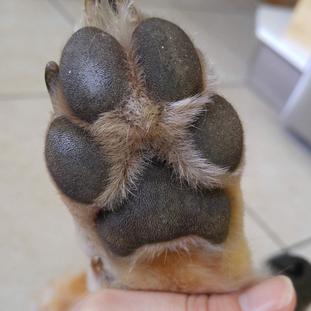Everything You Need to Know About Dog Paw Care