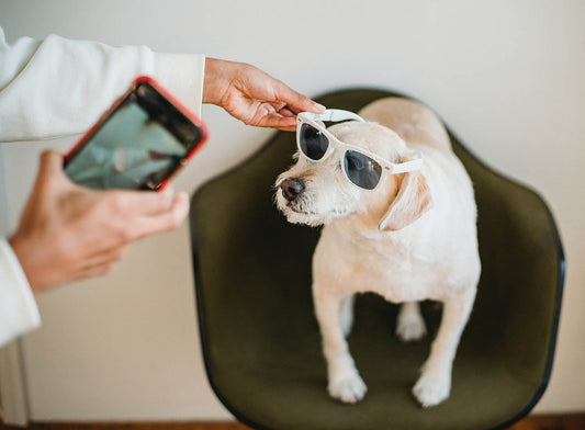 Tips &amp; Tricks for Taking Good Paw and Nose Photos