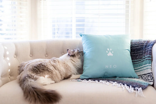 Why Photo-Based Paw Prints Are Perfect for Older
