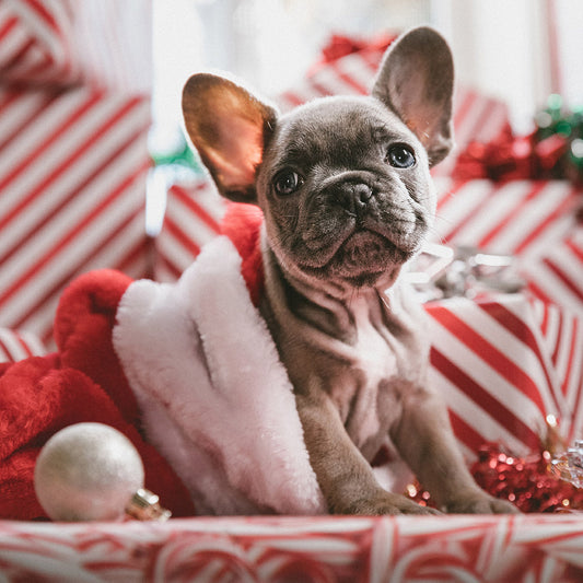 Ultimate Pet Gift Guide for 2020