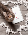 cat looking at camera next to cat nose print keepsake