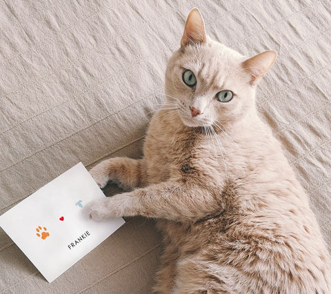 cat holding photo of paw and nose print keepsake art