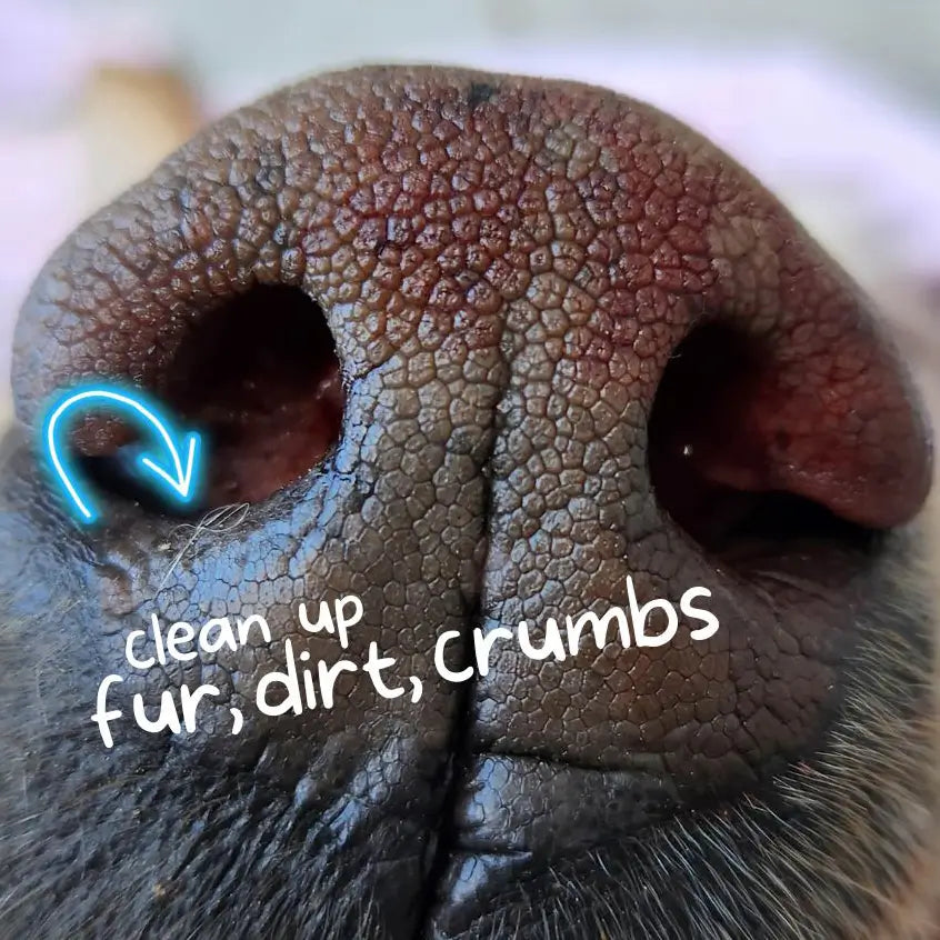 Close-up of a dog's nose with visible texture and nostrils. A neon blue arrow and text indicate how dirt fur and crumbs can be edited from dog nose print keepsake. Playful, informative tone.