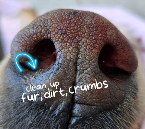 close up imaged of a dog nose showing how dirt fur and crumbs can be edited from dog nose print keepsake