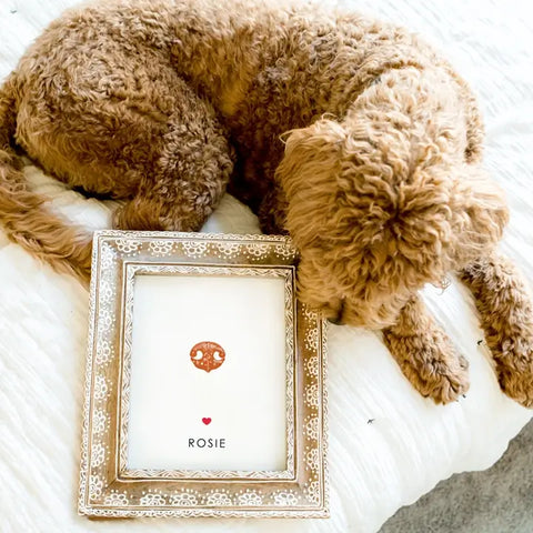 brown doodle dog sits on bed looking at dog nose print in decorative boho picture frame