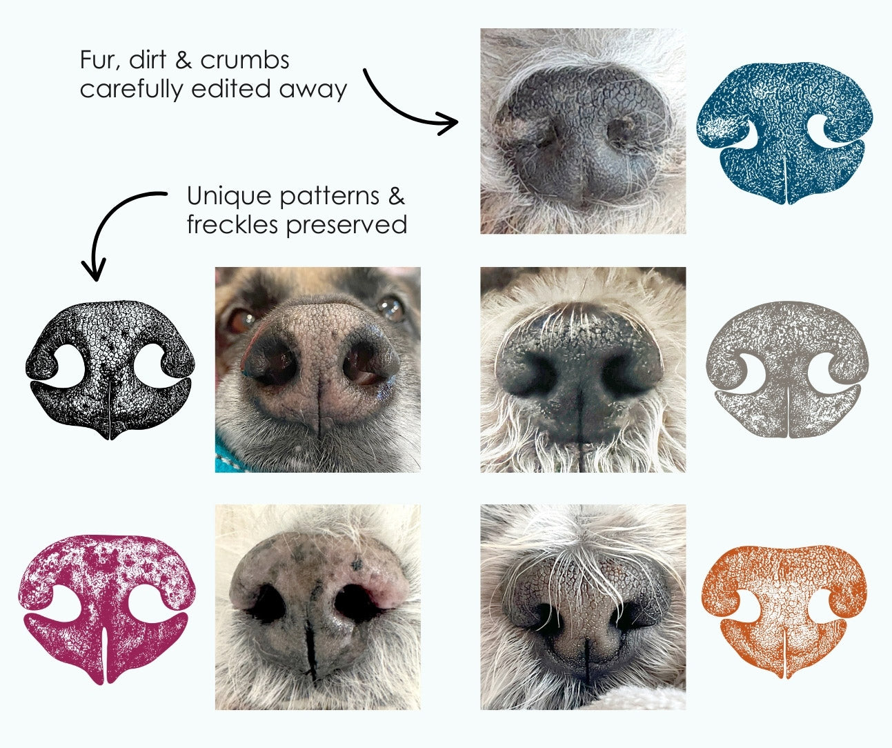 Close-up of multiple dog's noses with comparison to dog nose print to highlight editing process.  Noses are edited to remove fur, dirt and crumbs, while keeping unique patterns and nose freckles.