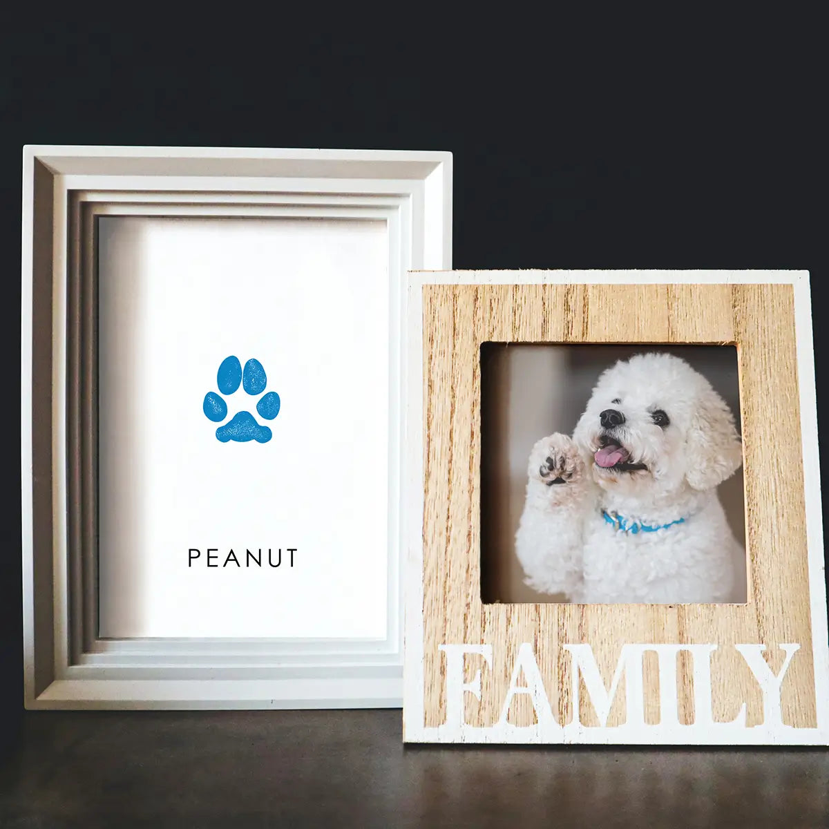 small white poodle mix in family frame next to framed dog paw print in blue