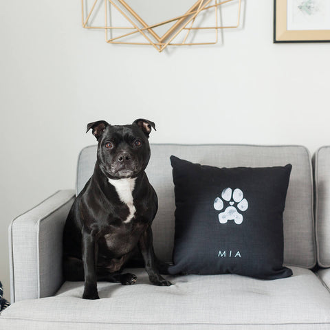 French Bulldog in sits on couch in modern home next to dog paw print pillow