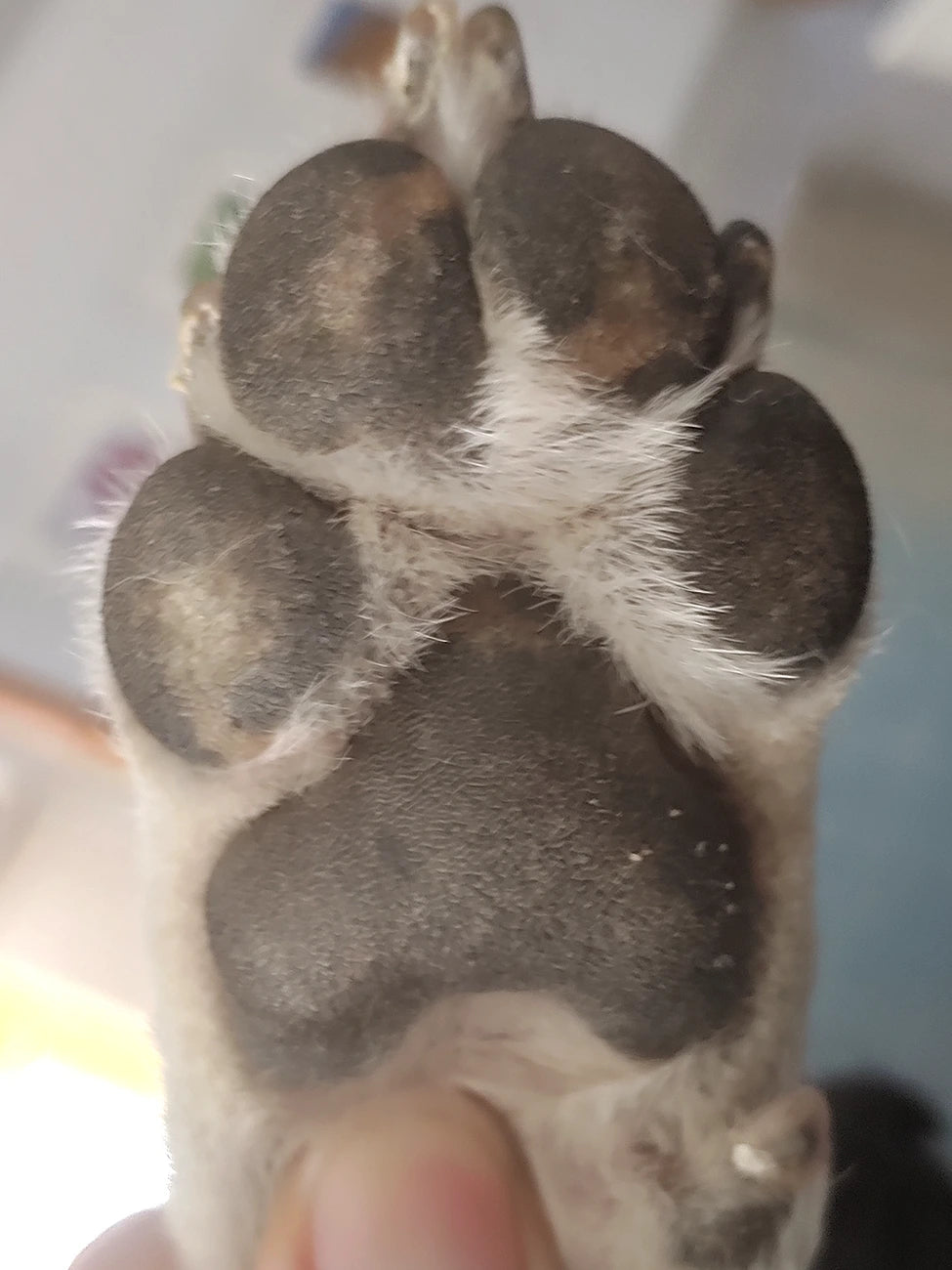 Paws Method Which Paw Printing Method is Best? I Tried Them All, But One Stands Out ...
