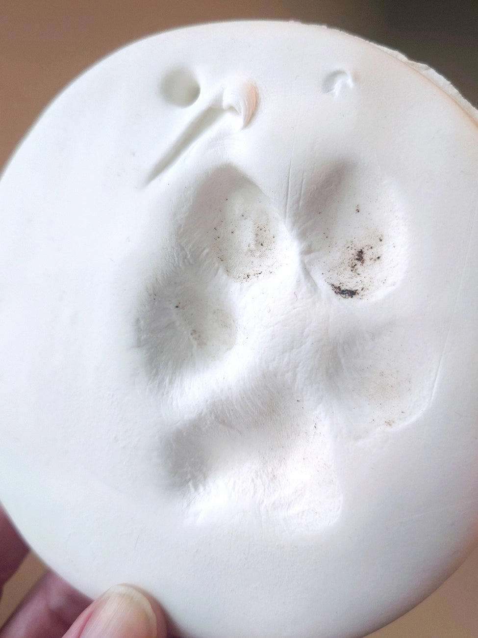 Close-up of a white foam mold featuring a dog's paw print impression. There's a small amount of dirt in the imprint.