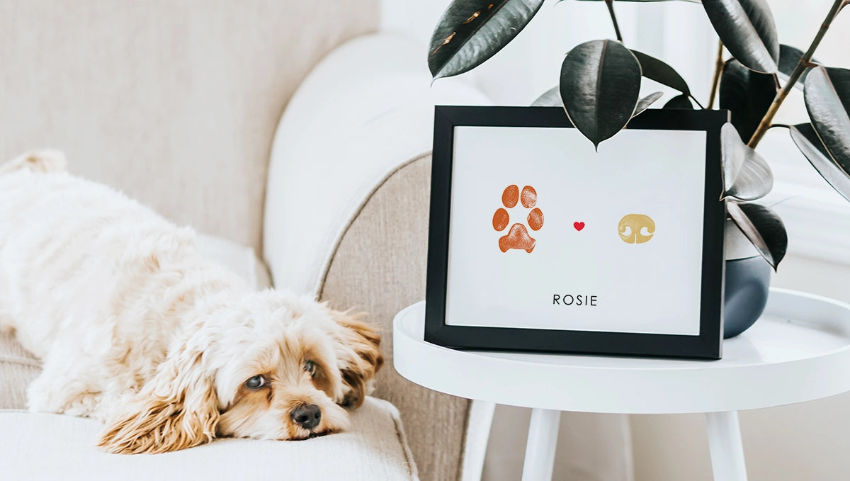 A fluffy dog rests on a beige sofa next to a small white table with a framed paw print, the name 