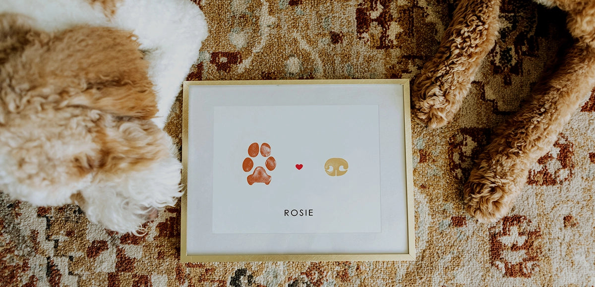 Two doodle dogs, one brown and the other brown and white sit next to framed paw and nose print artwork.  The frame is gold and the name on the keepsake art is 'Rosie'.