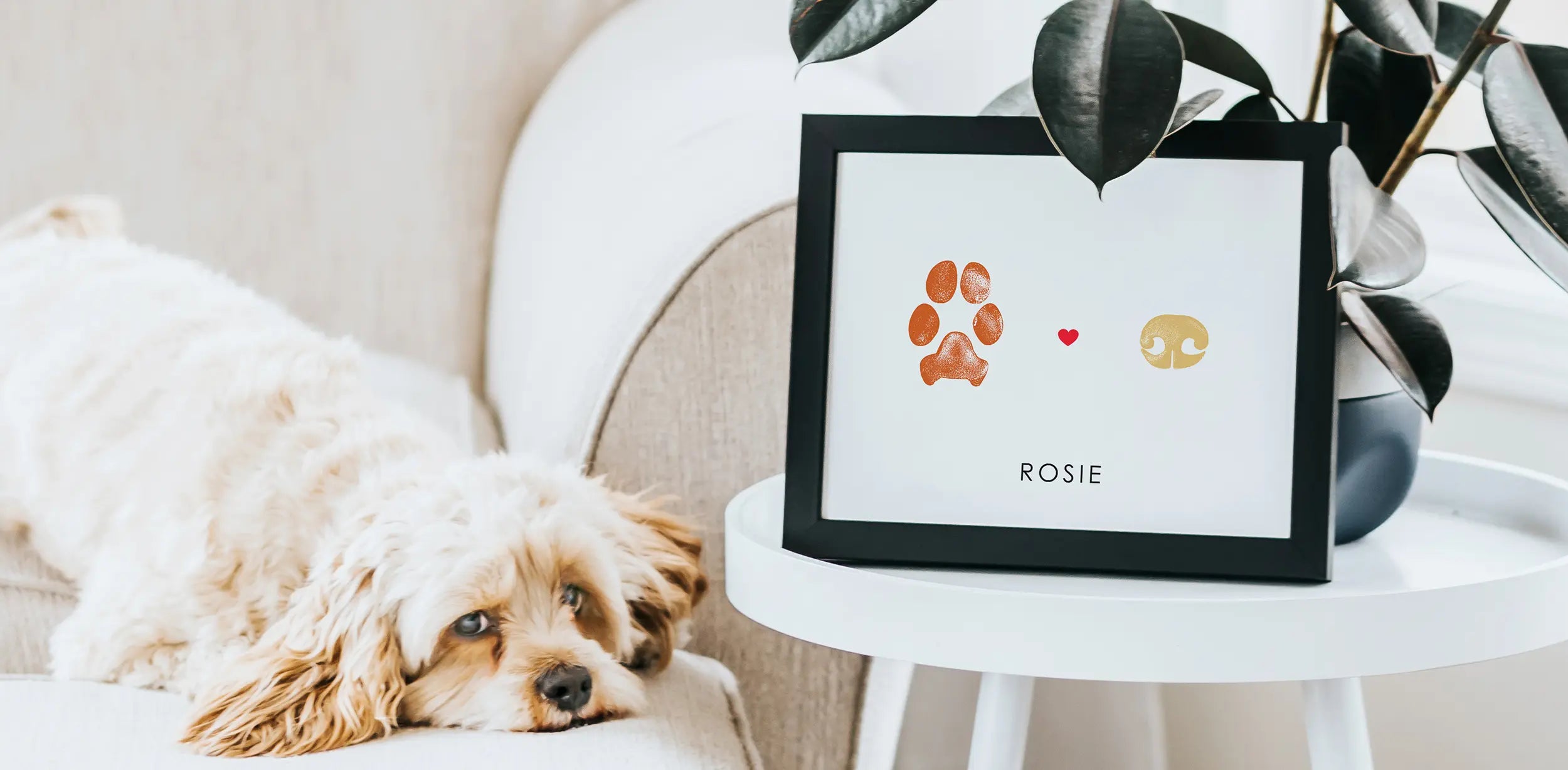 A fluffy dog rests on a beige sofa next to a small white table with a framed paw print, the name 