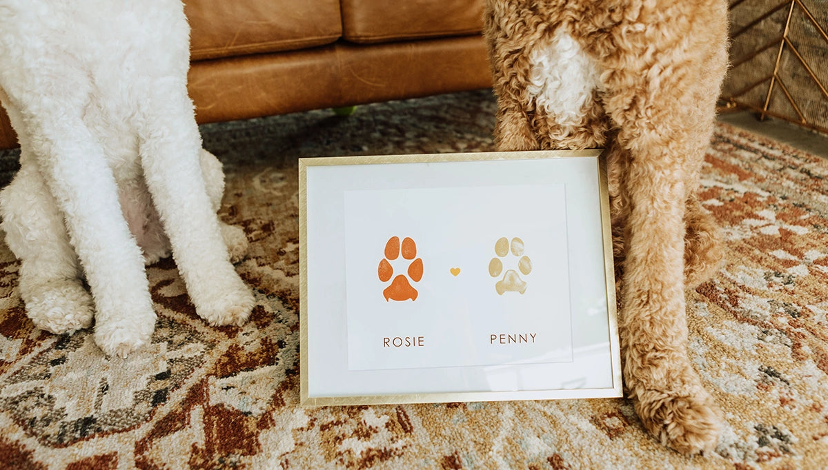 Two dogs with curly fur sit beside a framed print of two paw prints labeled 