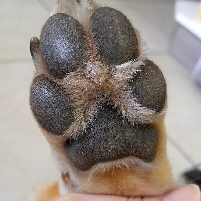 Close-up of a dog's paw with visible black pads and light fur. A hand gently holds the paw, conveying a sense of care and affection. Indoors, tiled floor.
