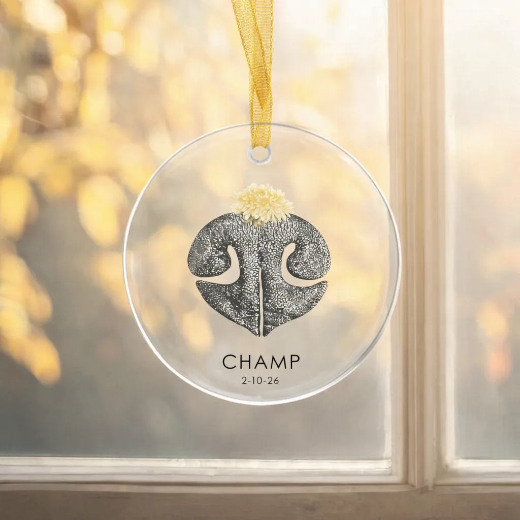 A round ornament with a black dog nose print and a small dandelion flower hangs by a golden ribbon against a sunlit window. Text reads "CHAMP 2-10-26".