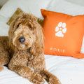 Brown doodle dog sitting on bed next to orange pillow customized with dogs paw print and name