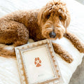 Brown doodle dog looking at camera while sitting next to framed dog paw print art